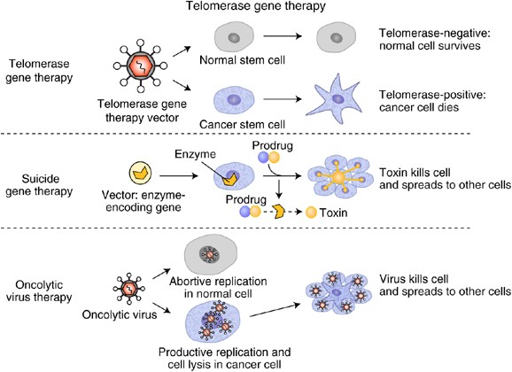 telomere-targeted therapy: Explore the Possibility of Treating Lung Cancer by Targeting Telomeres telomere-targeted therapy