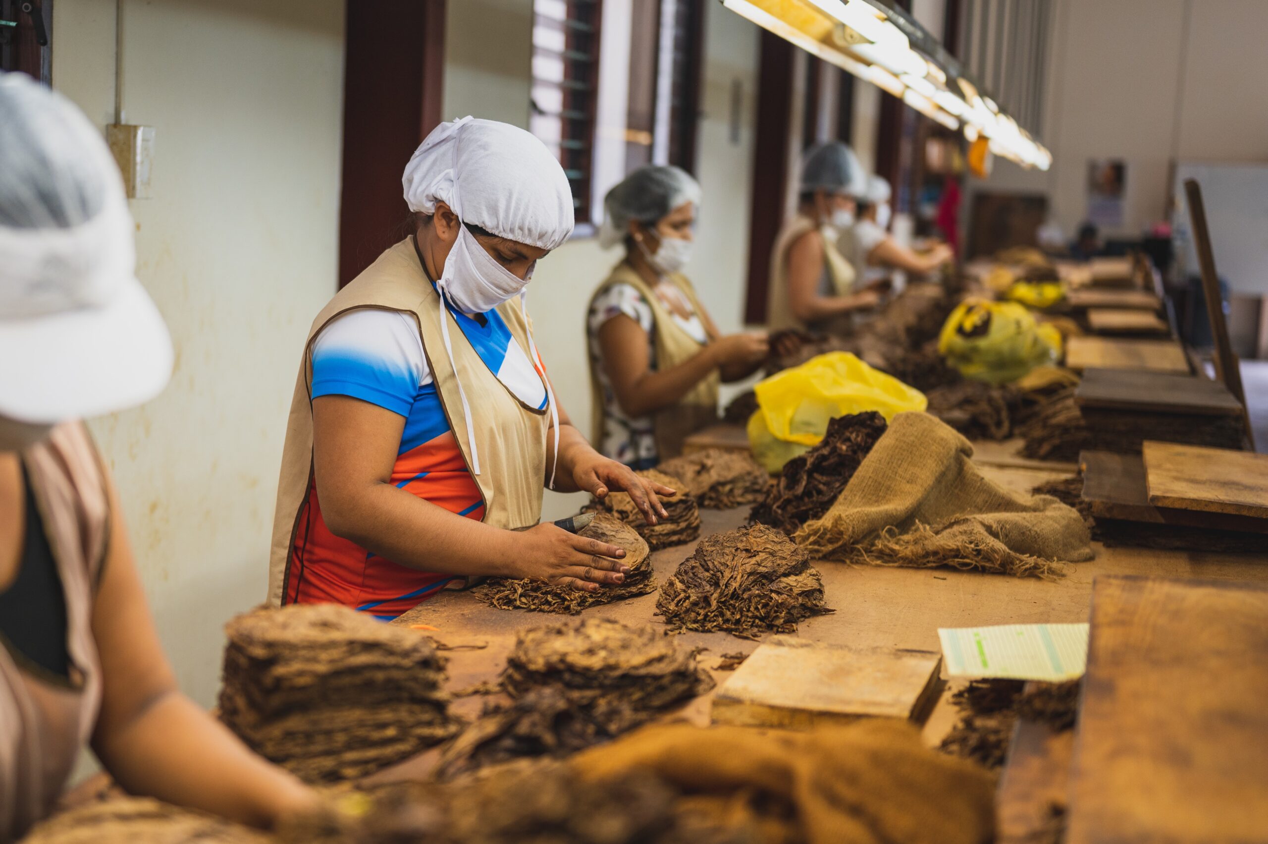 Stop Tobacco Farming, Grow Food Instead, Says WHO Stop Tobacco Farming